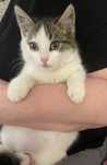 Котик 3 мес.в добрые руки