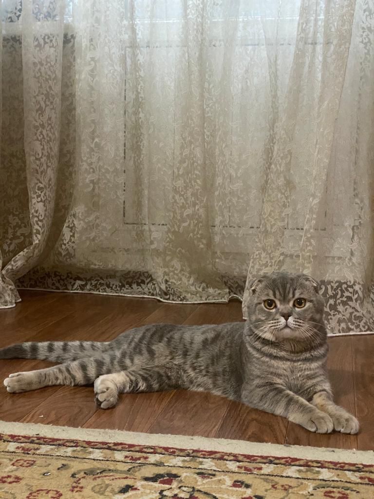 Кот шотландский вислоухий