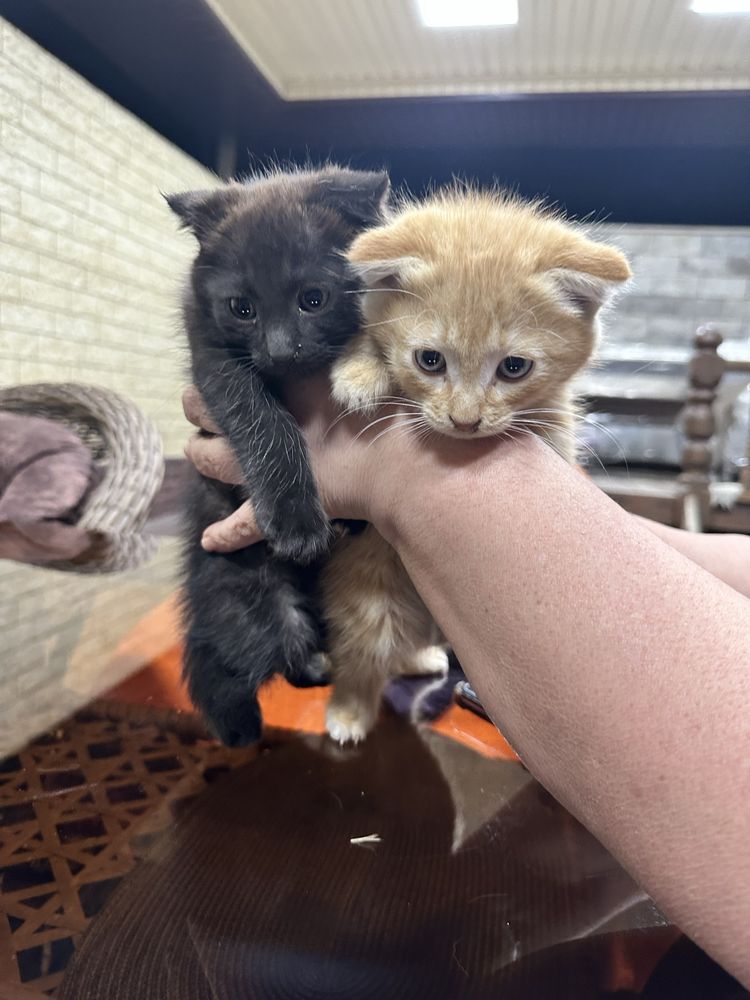 Вислоухие котята