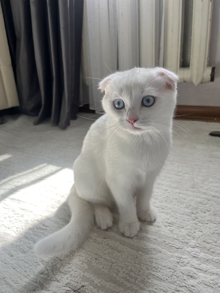 Шотландский вислоухий котёнок