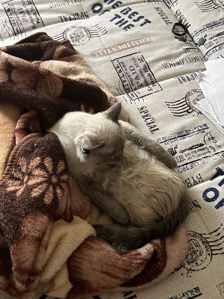 Пропал Сиамский кот, нашедшему вознаграждение !
