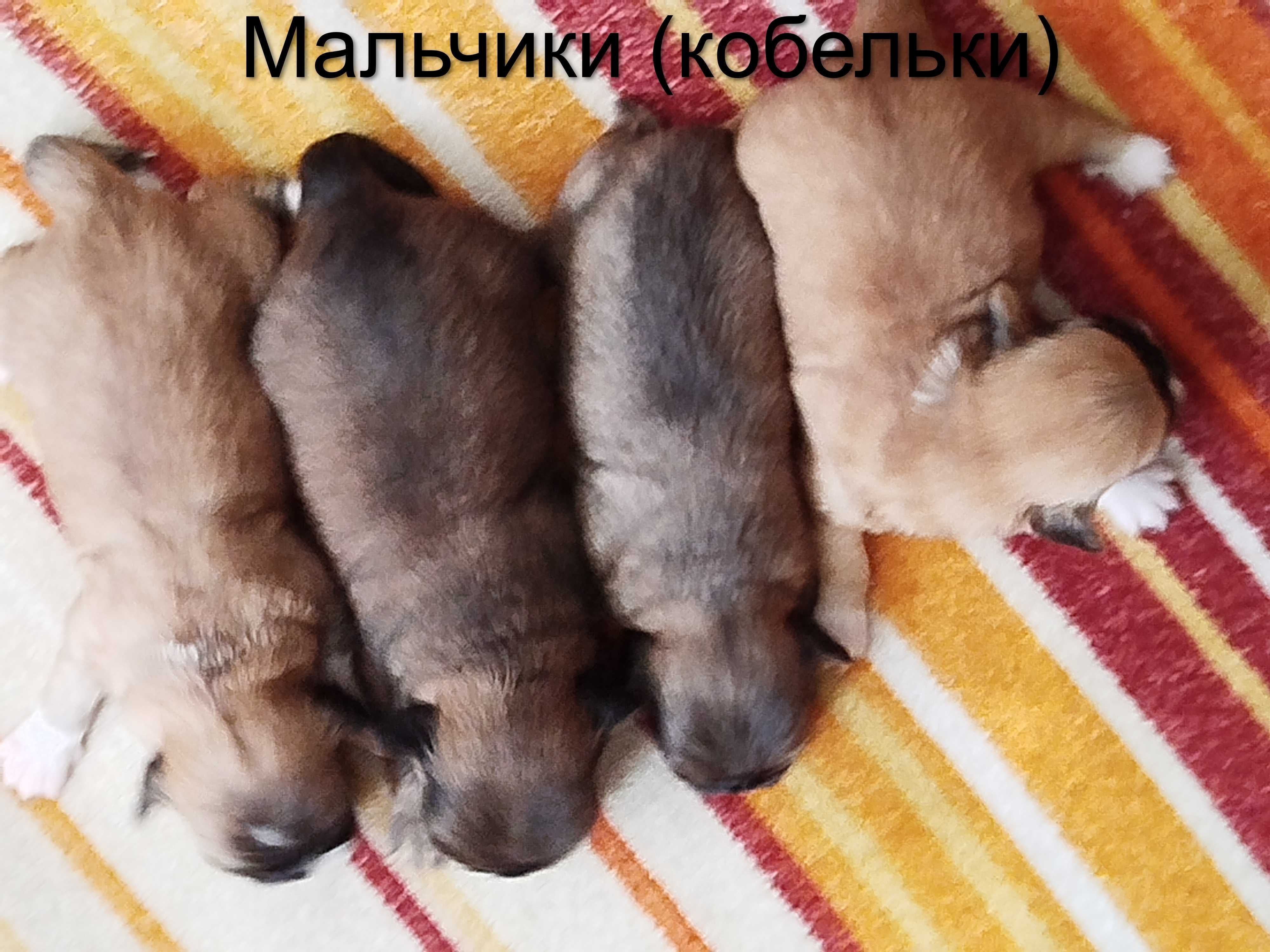 Продам щенков «Пекинесов»