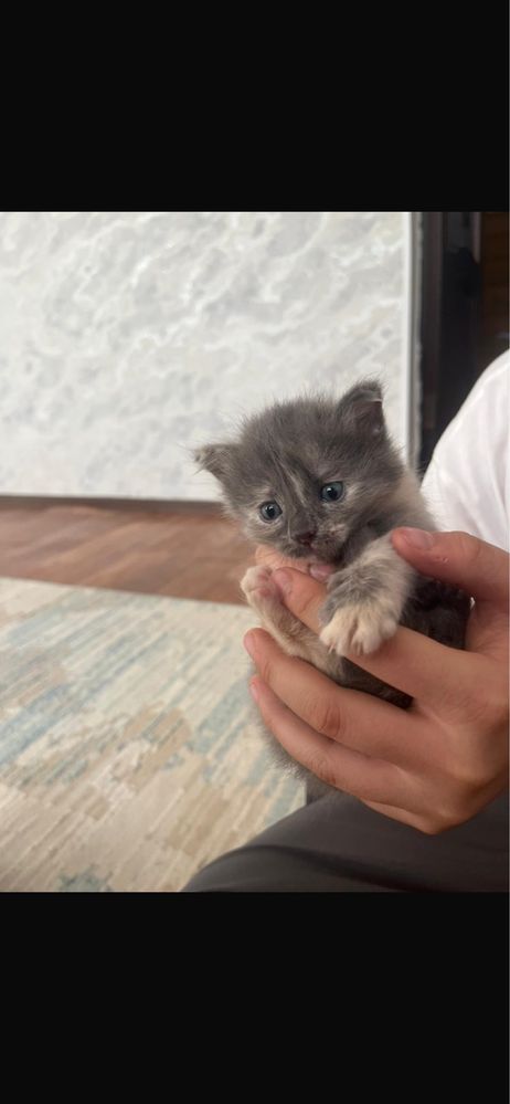 Отдам в добрые руки