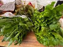 Продам дачную зелень рукопашный листья салата зелёный рук базил