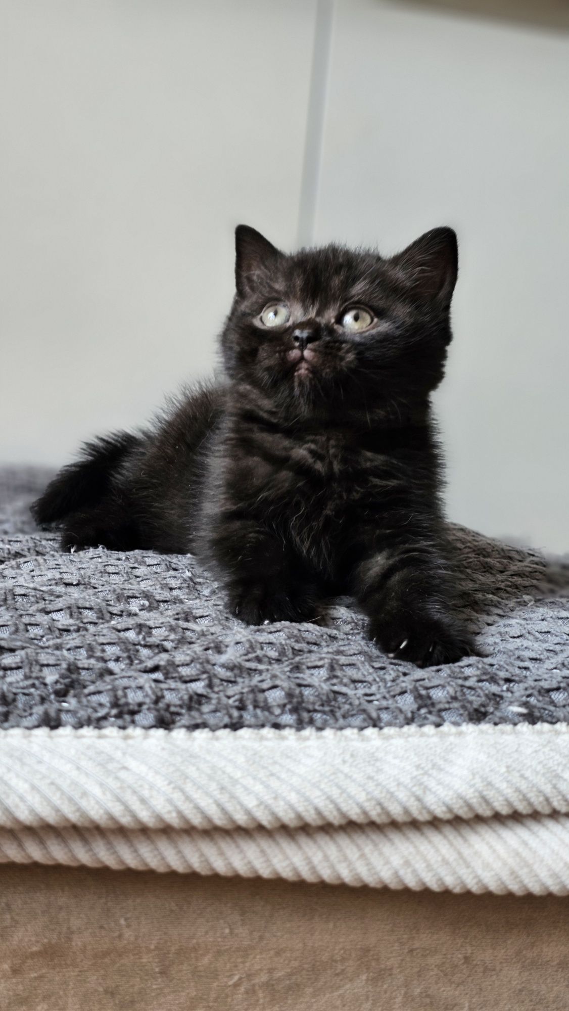 Британские котята