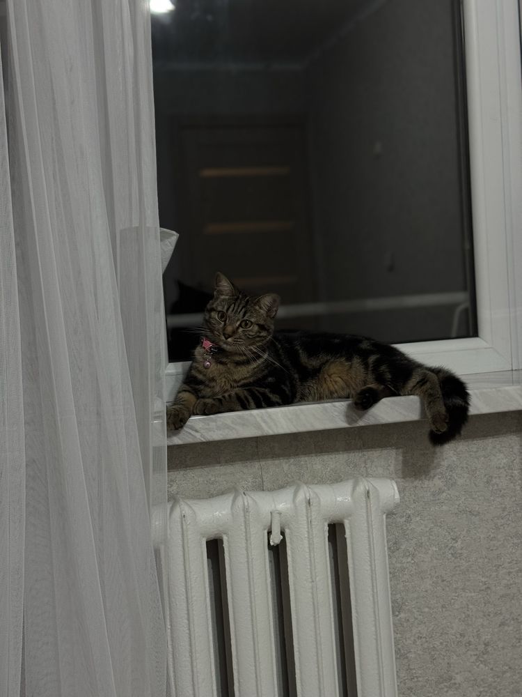 Отдадим кошку в добрые руки