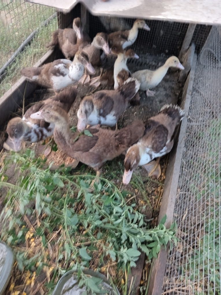 Продам  индоутят. Возраст 1 месяц.