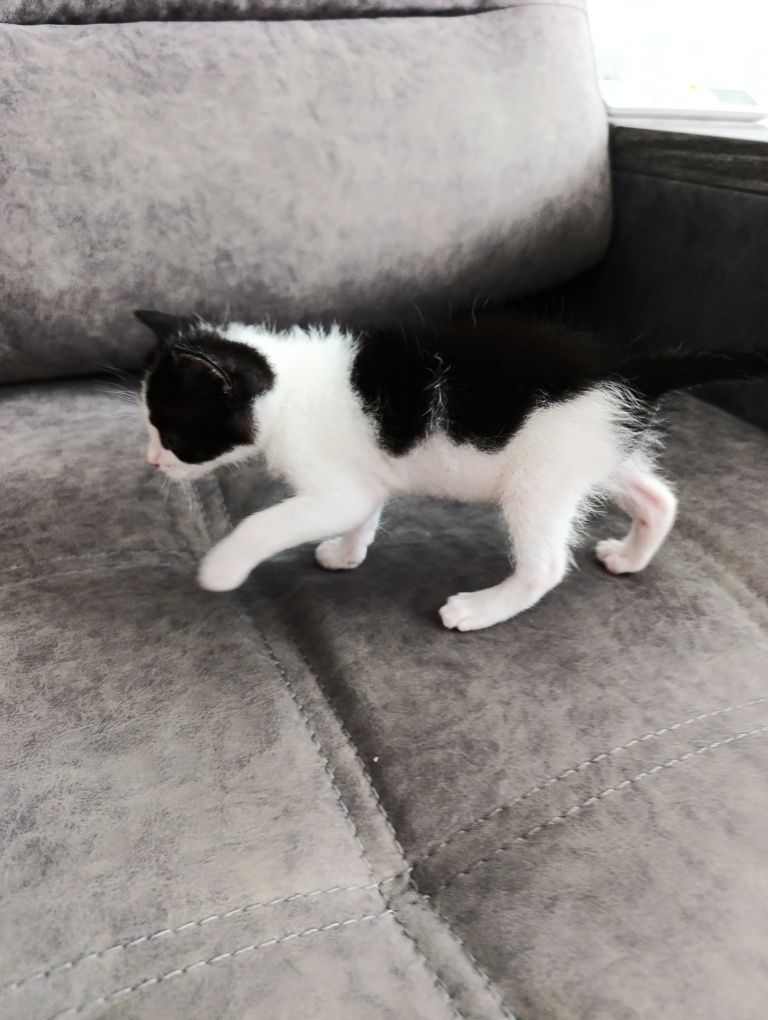 Отдадим котенка в добрые руки
