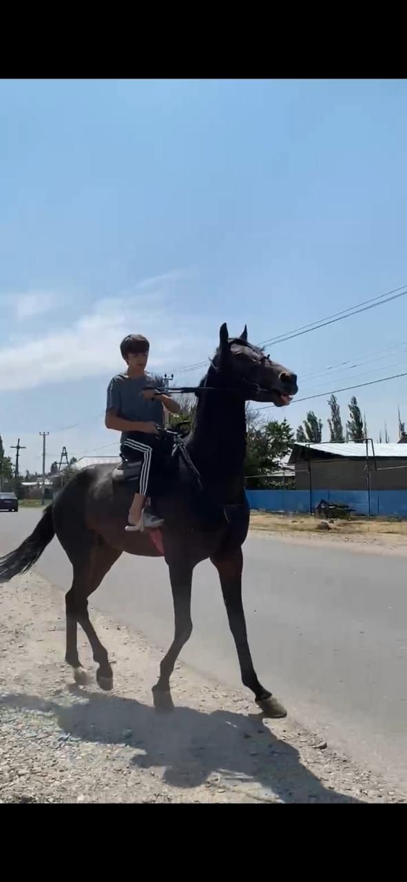 Англо-арабский Жеребец