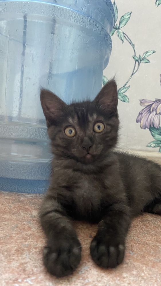 Котенок ищет дом