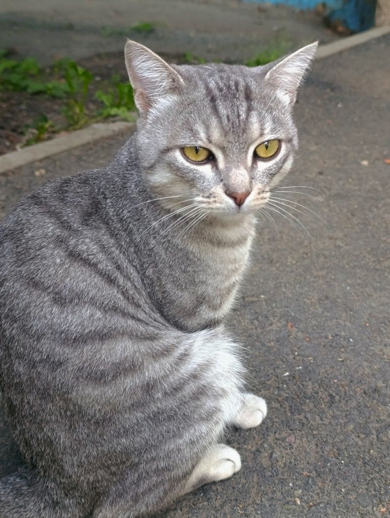 Котик котик кот котик