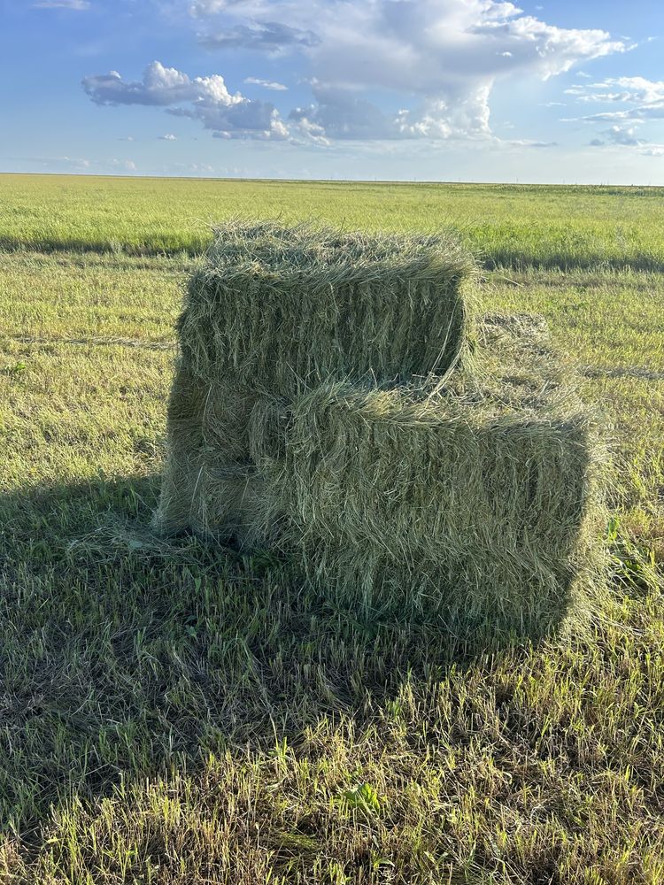 Продам сено. Шөп сатам