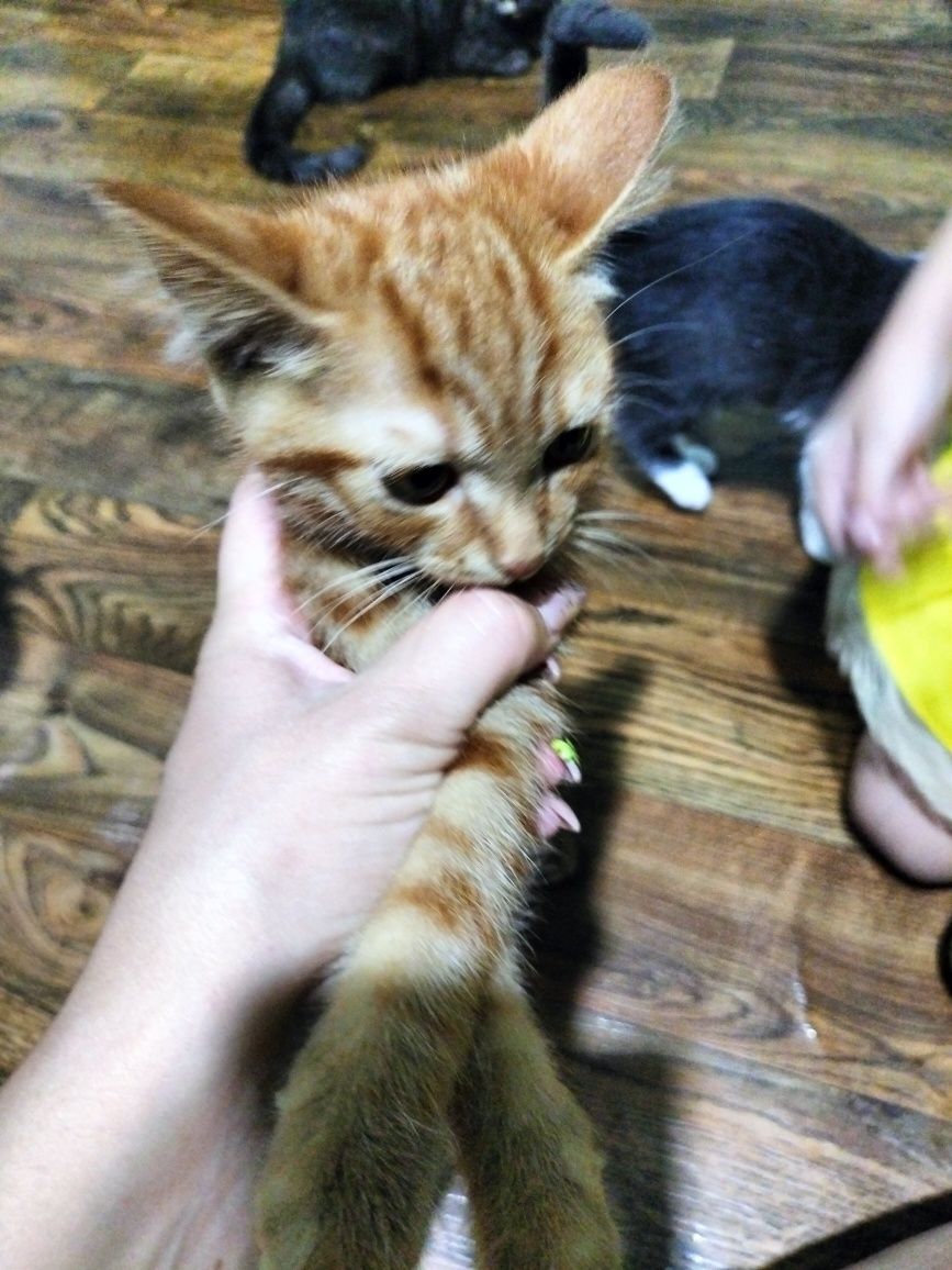 Отдам котят в добрые руки кушают всё