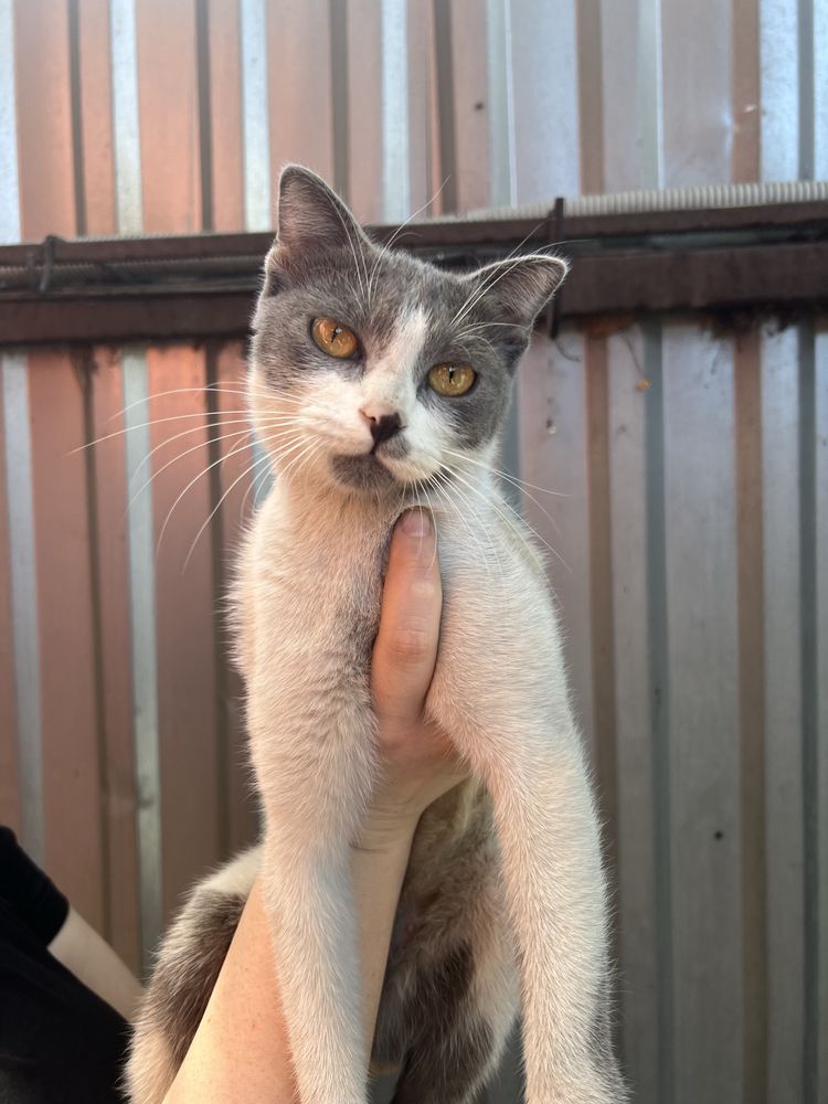 Ласковая  кошка ищет дом