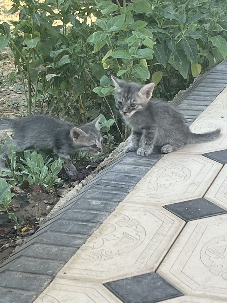 Котята бесплатно