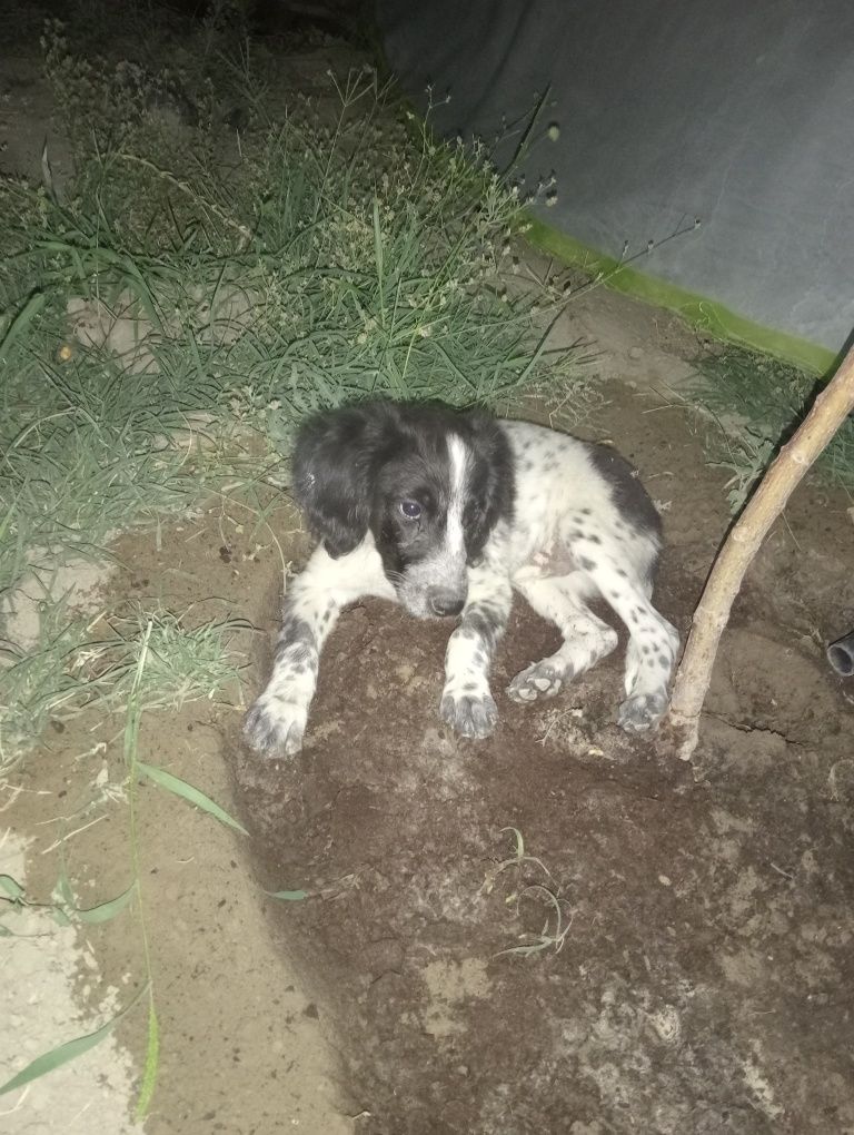 Еркек күшік сатылады