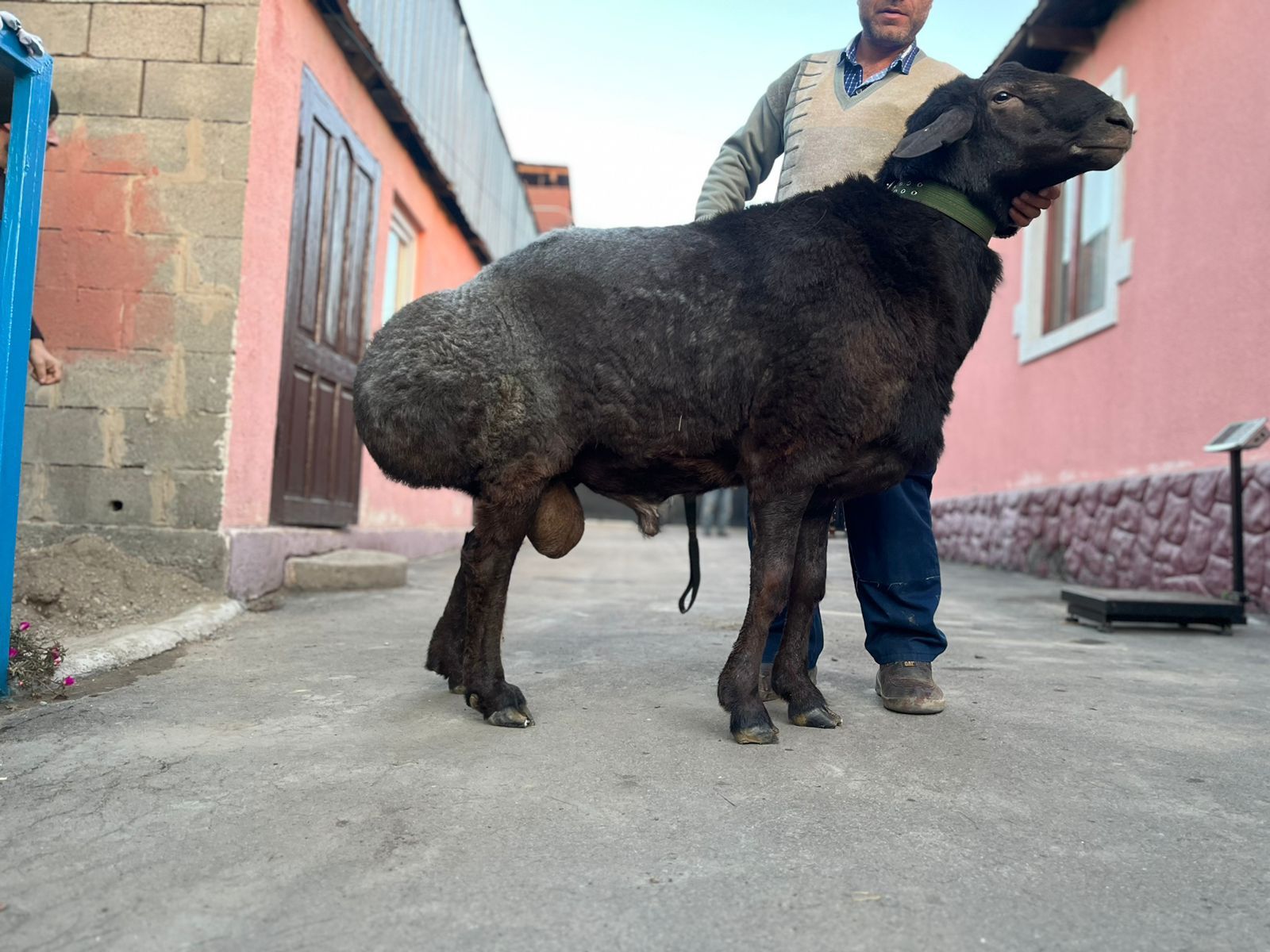 Гиссарский кочкар.