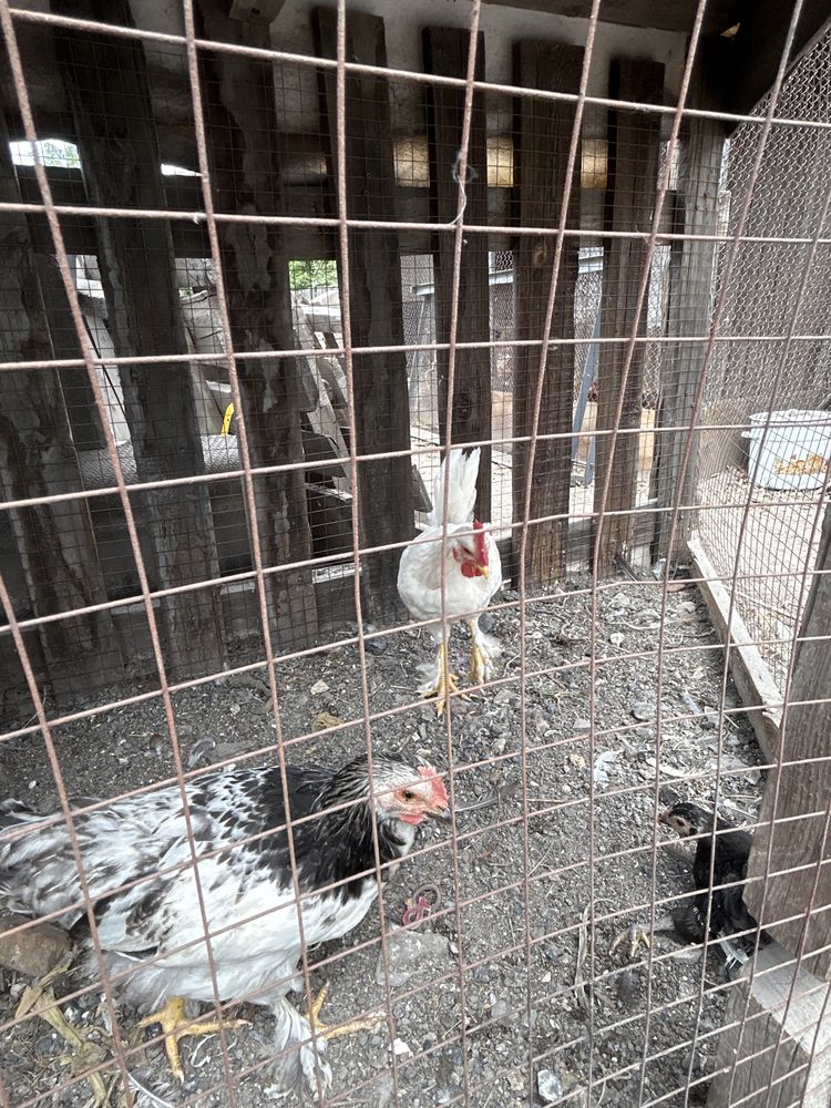 Продам циплят разных пород