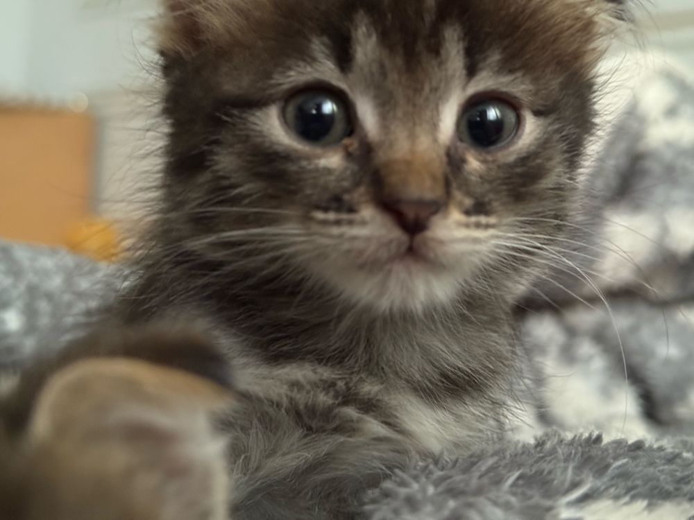 Вислоухи котенок