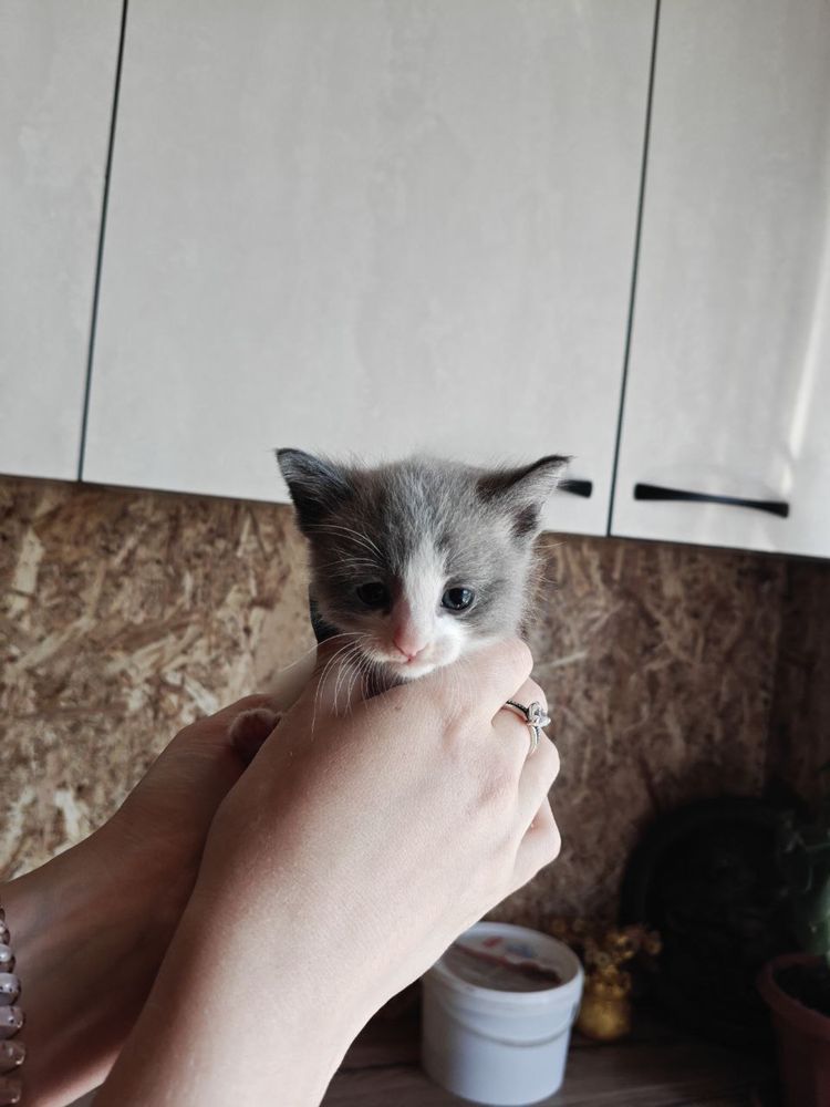 Отдам котят в добрые руки. Бесплатно