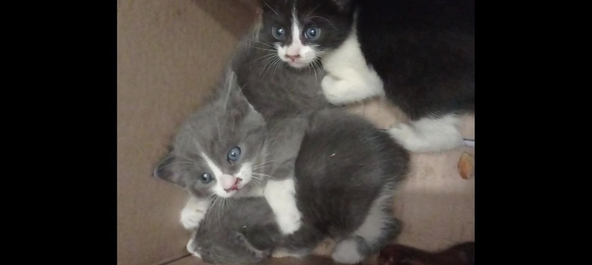 Котята домашние в любящую добрую семью