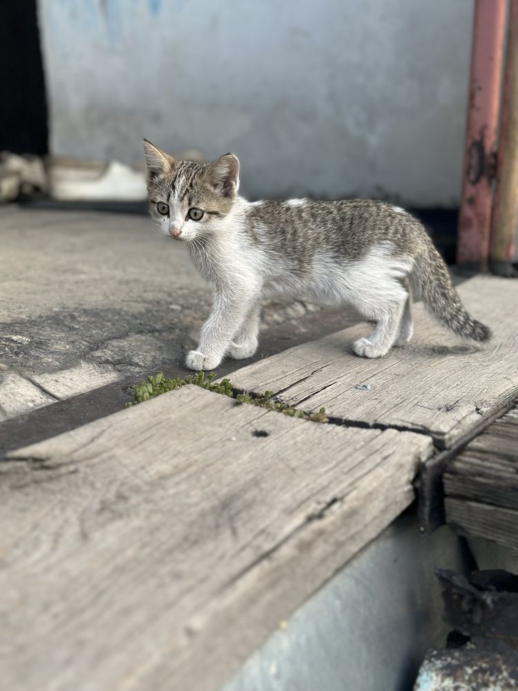 Отдам хороших котят