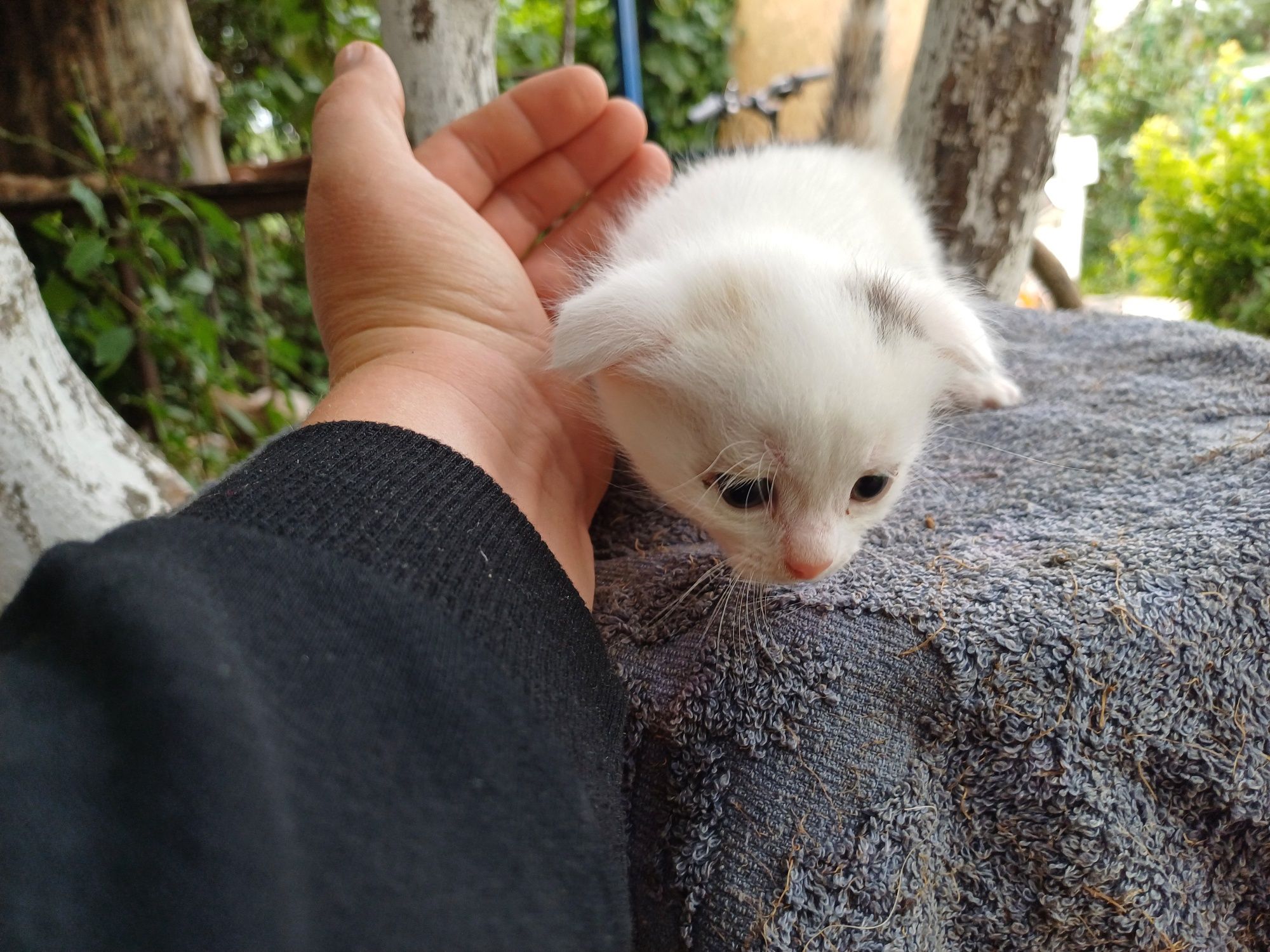 Отдам котят в добрые руки