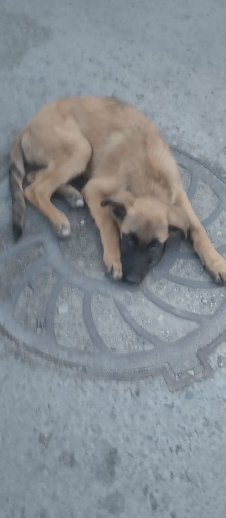 Приютите пожалуйста