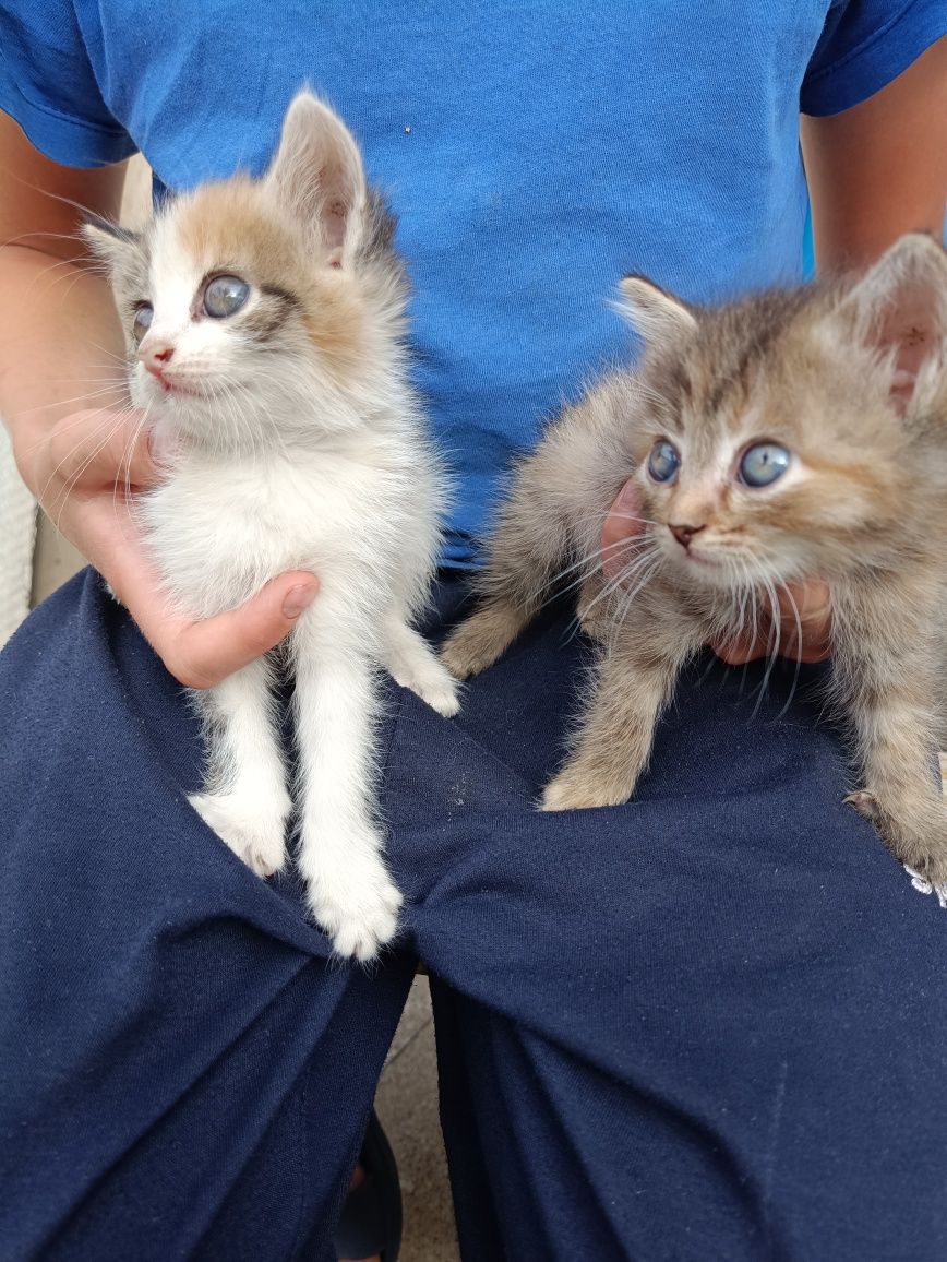 Отдам котят в добрые руки
