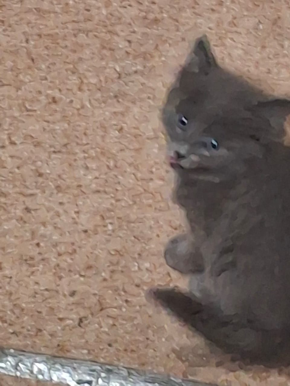 Отдам даром котят