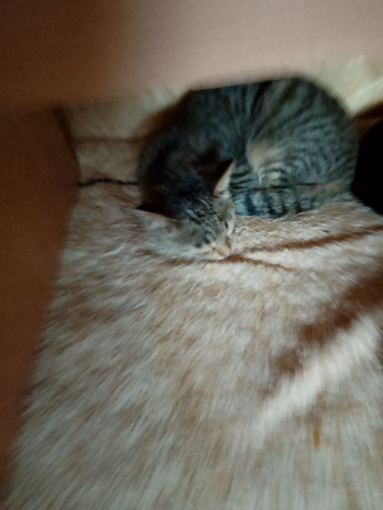 Котята 4 месяца, родились 28 февраля