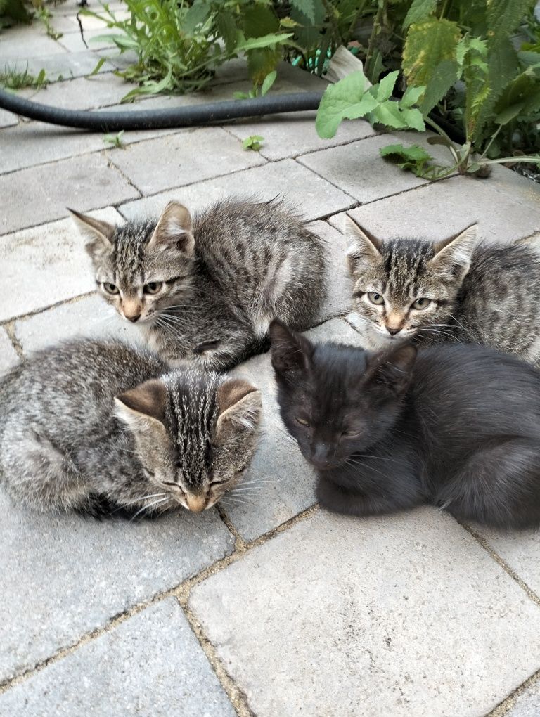 Отдам  умных, шустрых котят