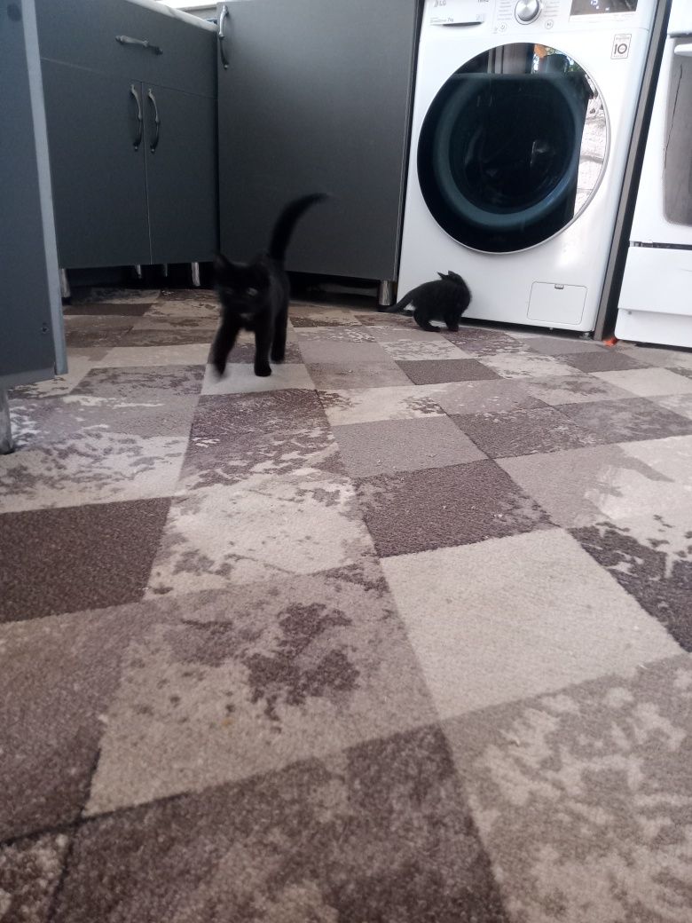 Котята, мальчики