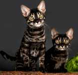 BLACK Bengal Cat. Vip котята