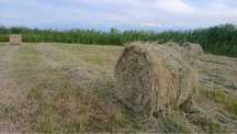 Продам сено в рулонах