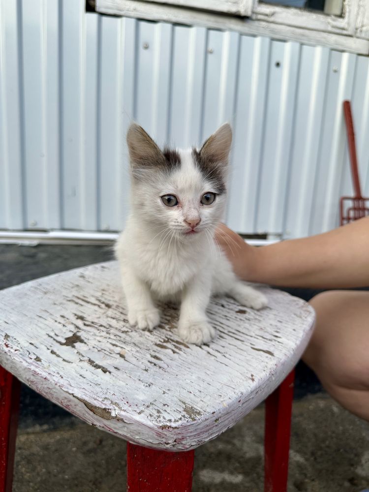 Отдам в хорошие руки котенка