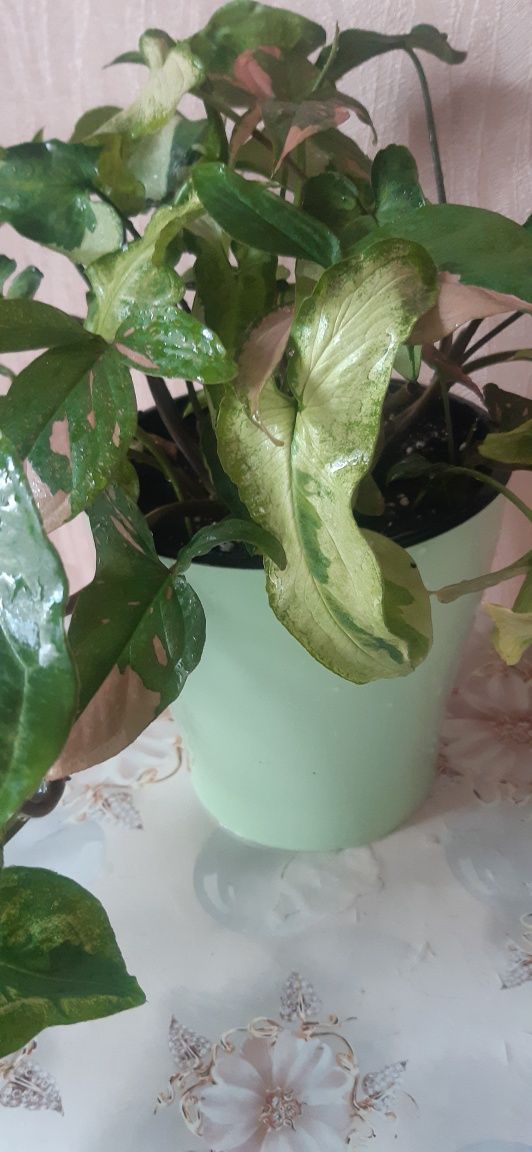 Продам сингониум , 2 разных сорта
