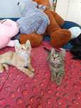 Отдам котенка в добрые руки рыжий мальчик