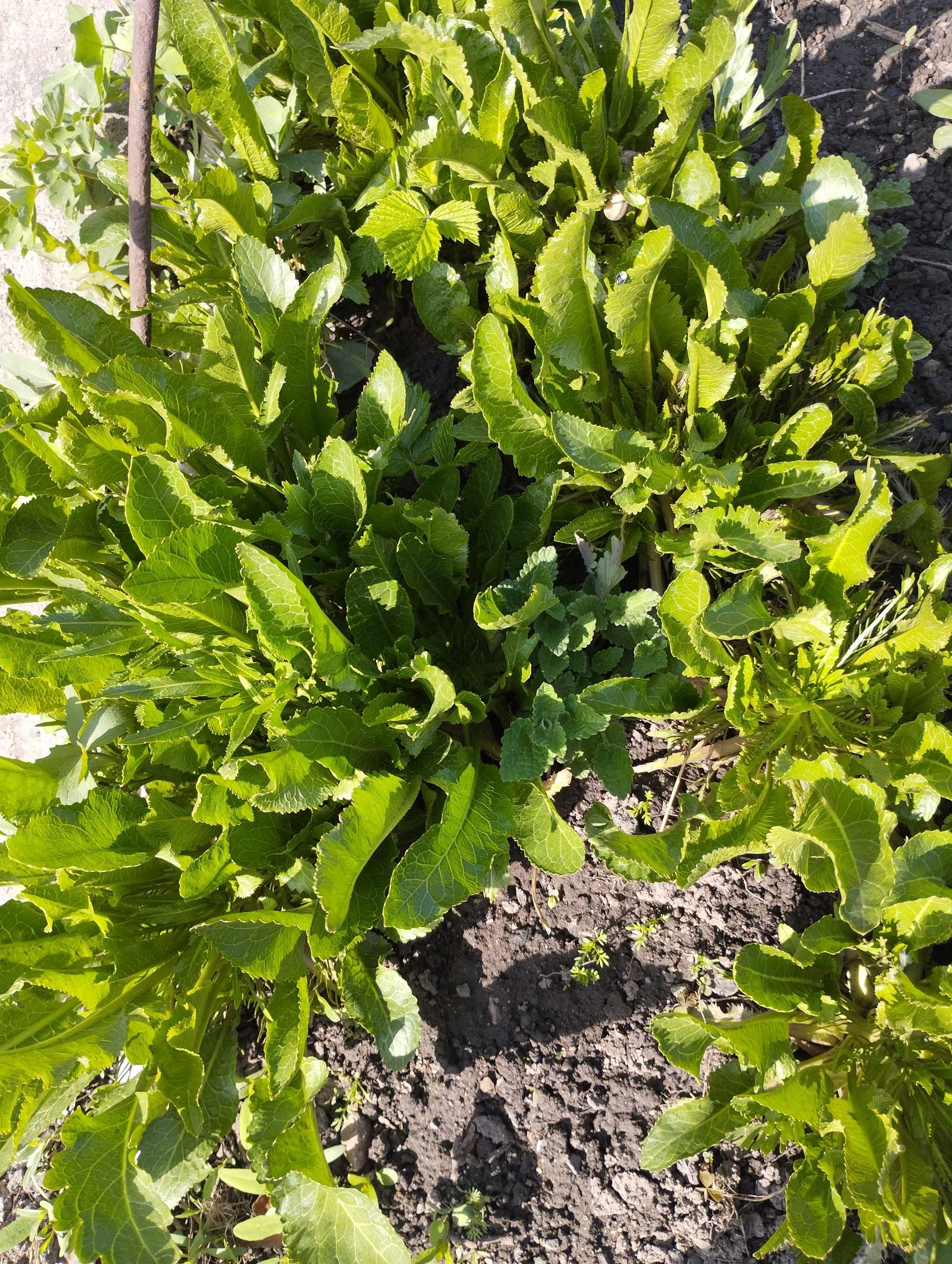 Продам рассаду хрена, район Саяхата.