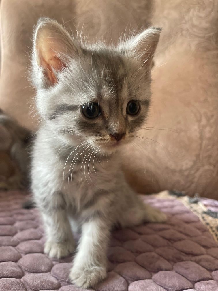 Котята в добрые ручки!