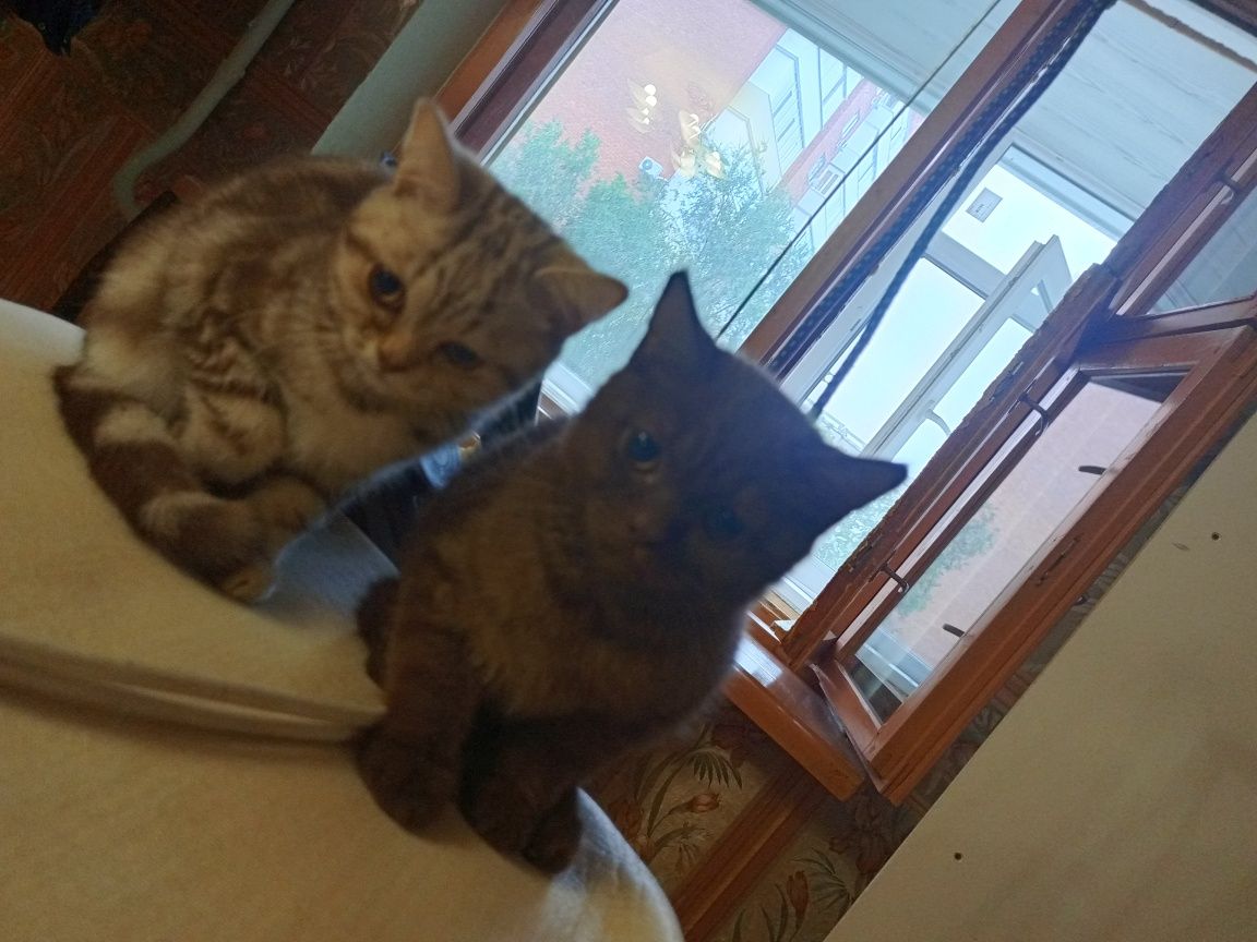 Котята шотландцы