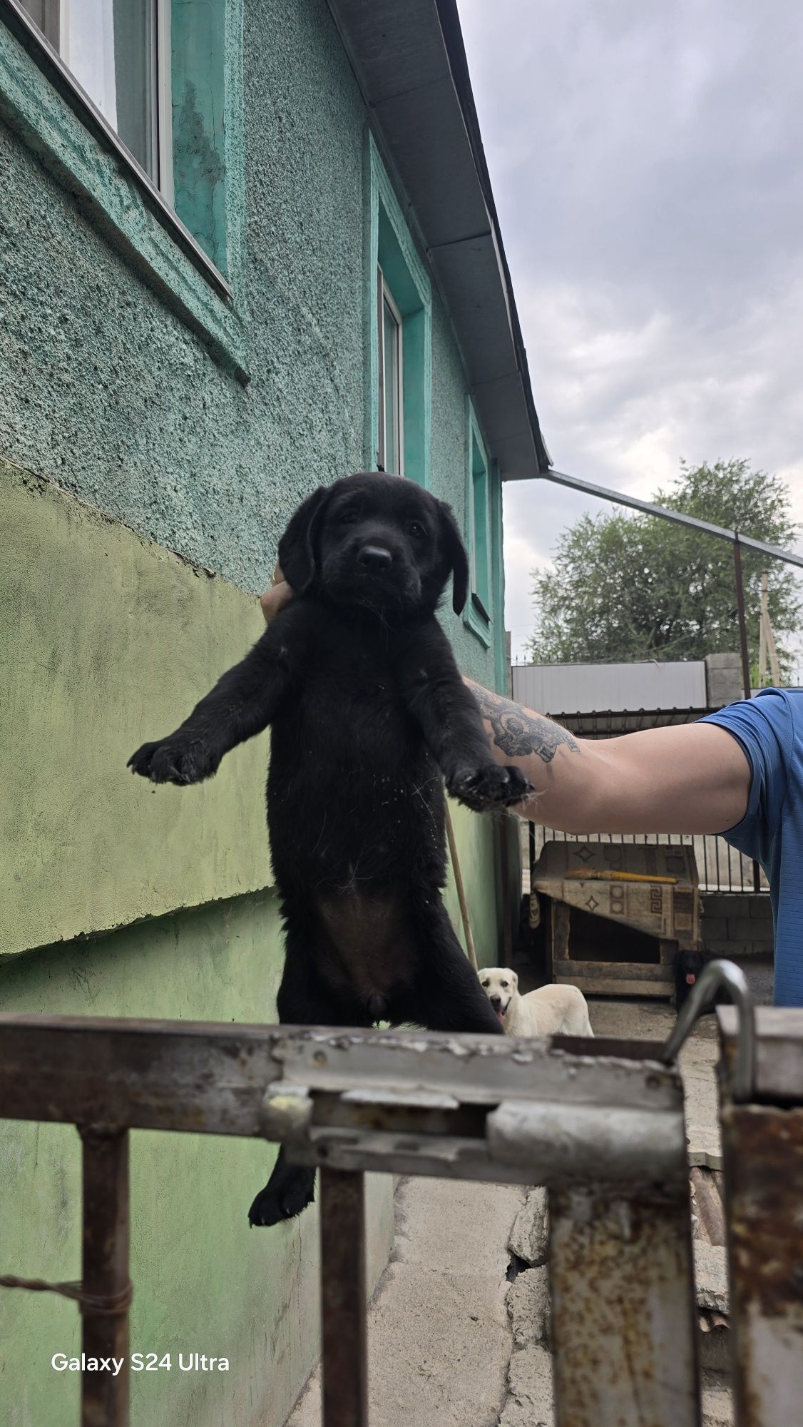 Щенок лабрадора! Продам