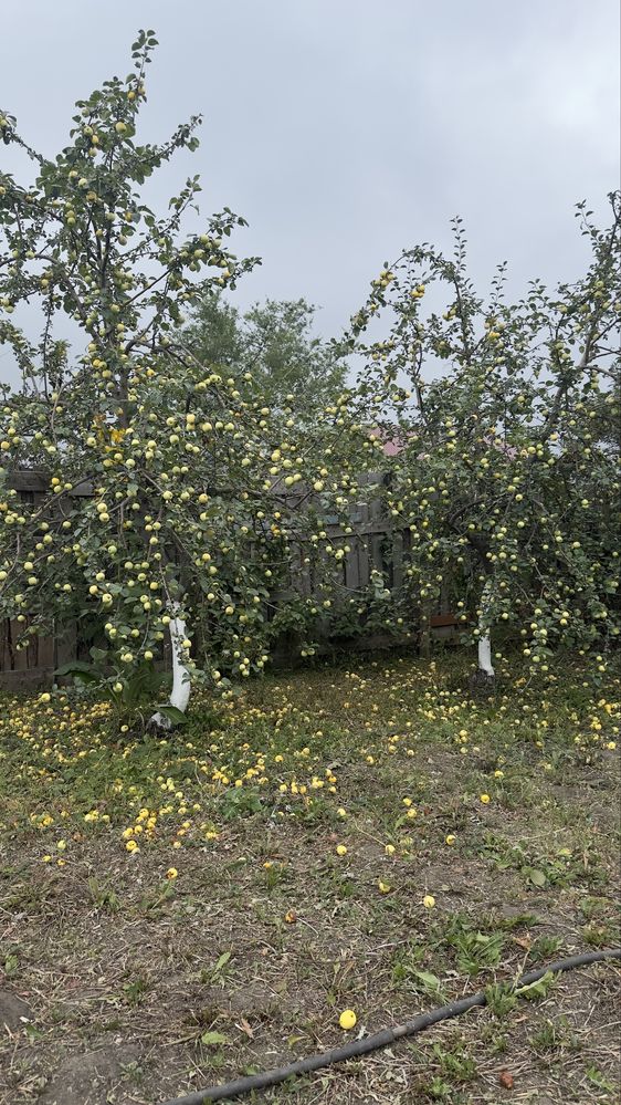 Продам дачу 6 соток