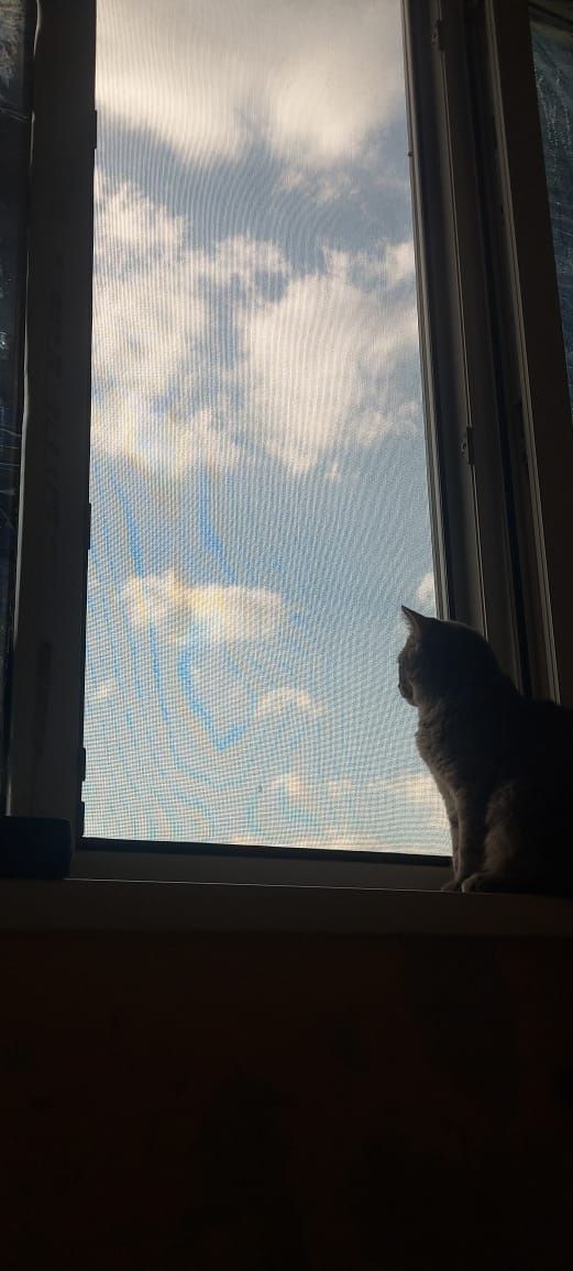 Кот бесплатно дворняга
