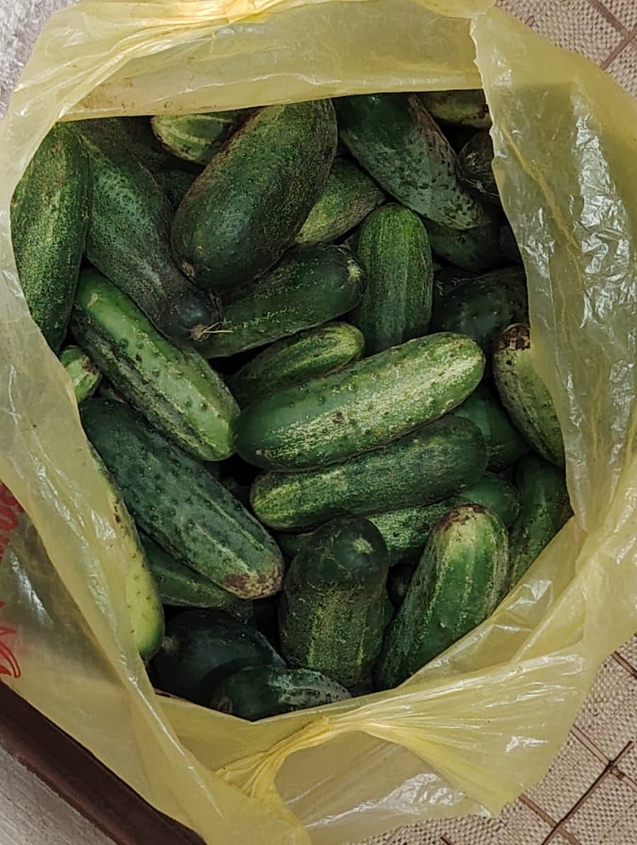 Продам дачные огурцы
