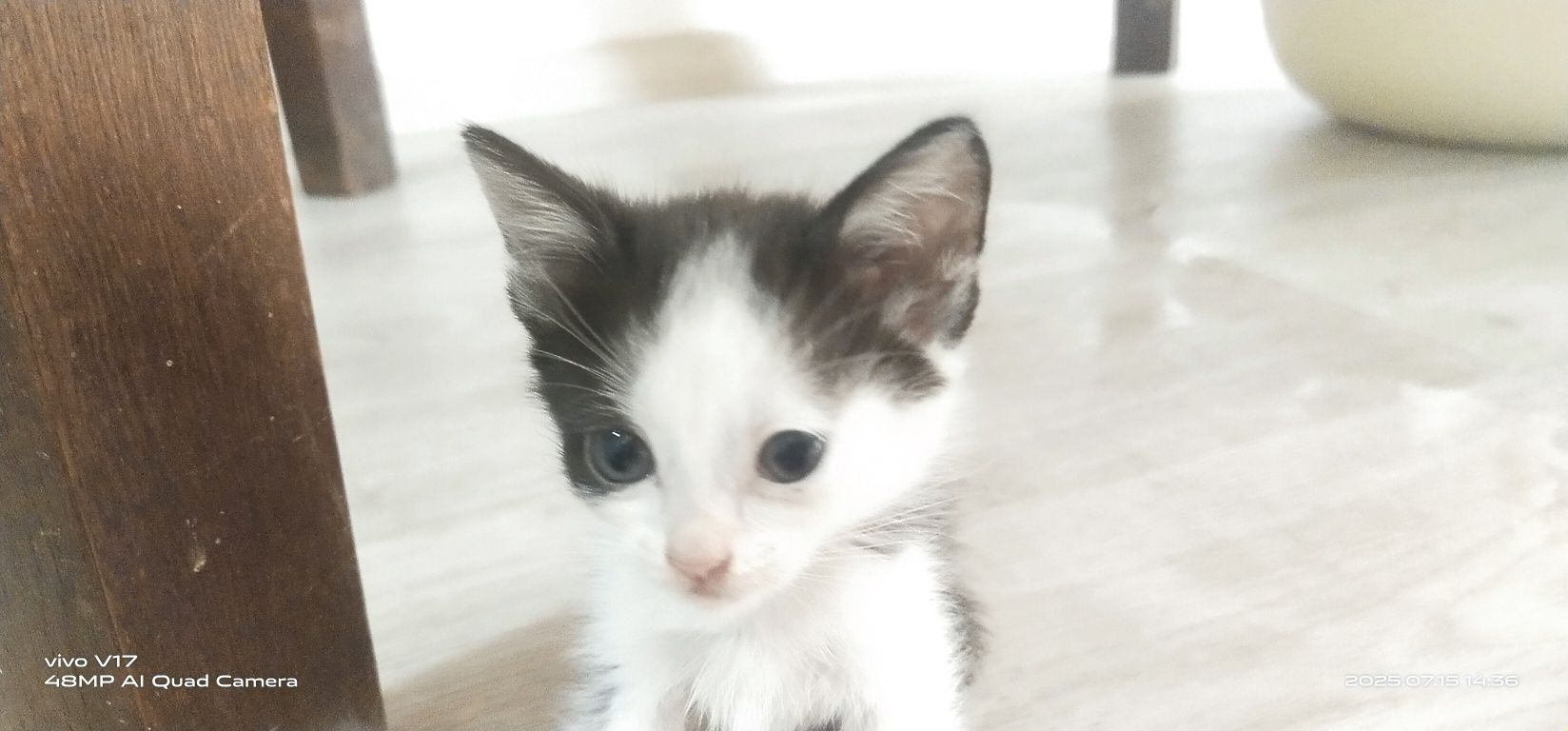 Котята .отдам в добрые руки.