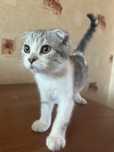 Шотландская вислоухая кошка