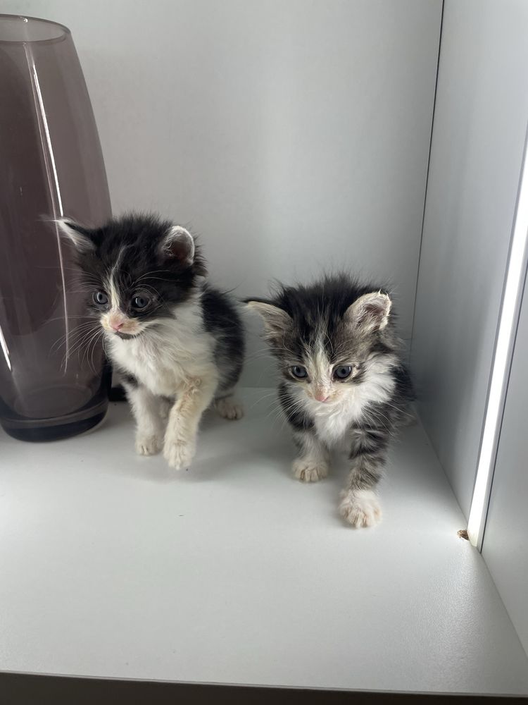 Отдам котят! 1,5 месяца