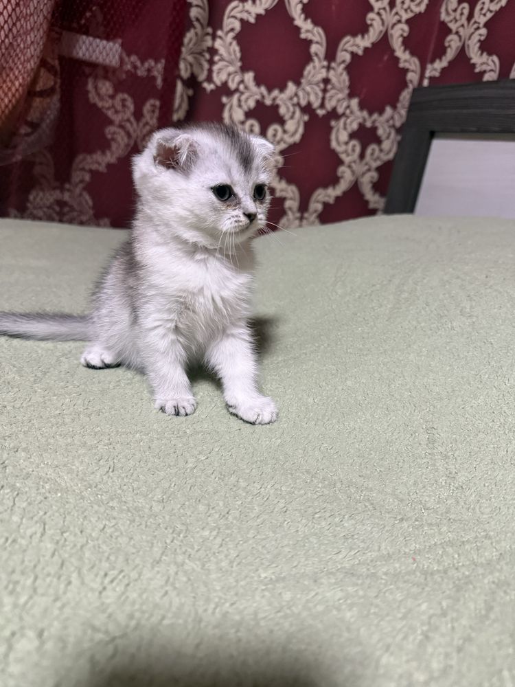 Вислоухая малышка скоттиш-фолд ищет дом