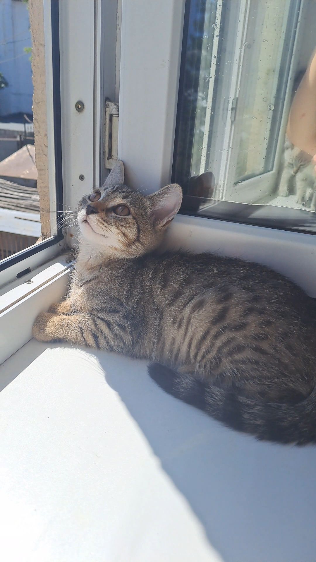 Котенок ищет семью